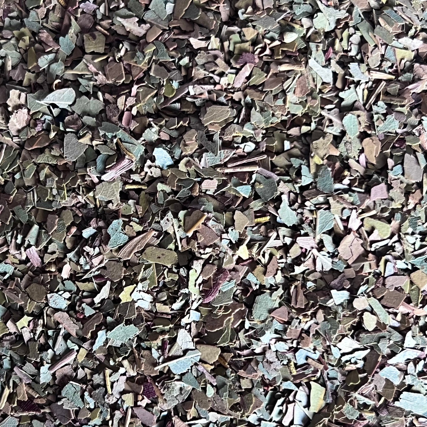 eucalyptus leaf